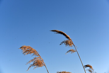 Fototapeta na wymiar Scirpus reed is a genus of perennial and annual coastal aquatic plants of the Sedge family
