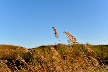 Scirpus reed is a genus of perennial and annual coastal aquatic plants of the Sedge family © Lushchikov Valeriy