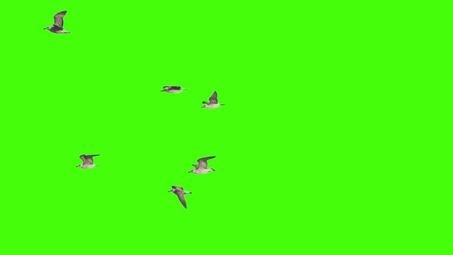 Flock f seagull flies on chroma key