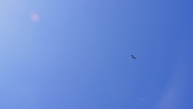 Tropical Caribbean Seabirds Flying High Above With Clear Blue Sky In The Background. 120fps Slow Motion.