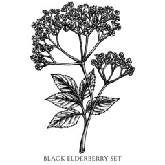 Tea herbs vintage vector illustrations collection. Black and white black elderberry.