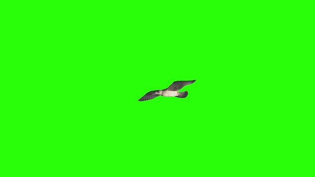 Seagull flying over the head on chroma key