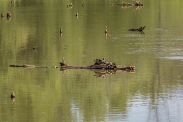 Female wood duck and her ducklings