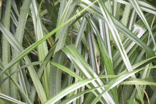 Long spiny leaves, or Screw pine, Kewda, Pandanus Odoratissimus.