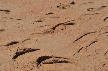 Footprints in pinkish wet beach sand. Background. Texture. Dahab, Egypt.