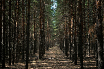 Fototapeta premium Pine forest belt near Nur-Sultan (Kazakhstan). High quality photo