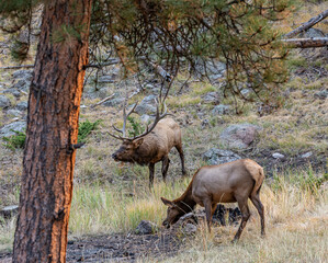 elk in park national park