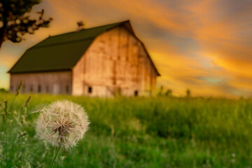 Dandelion Barn Sunset - Powered by Adobe