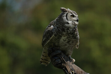 Hibou grand duc 
