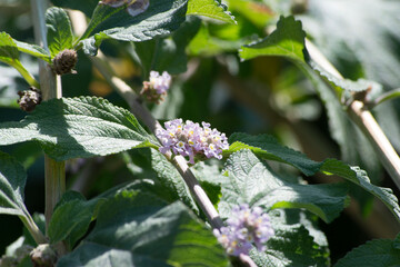 Lilac flowers and leaves of lemon balm (Lippia alba) in the city of Rio de Janeiro, Brazil.