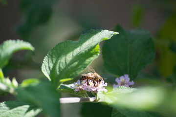 Lilac flowers and leaves of lemon balm (Lippia alba) being pollinated by the Africanized honeybee (Apis mellifera scutellata) in the city of Rio de Janeiro, Brazil.