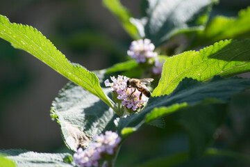 Lilac flowers and leaves of lemon balm (Lippia alba) being pollinated by the Africanized honeybee...