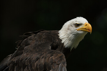 Obraz premium Pygargue