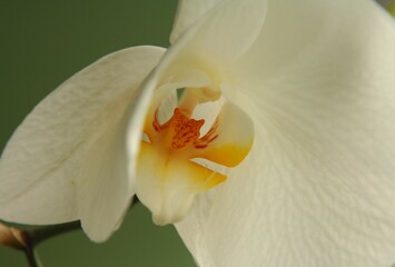 Orchid flower, potted flowers 