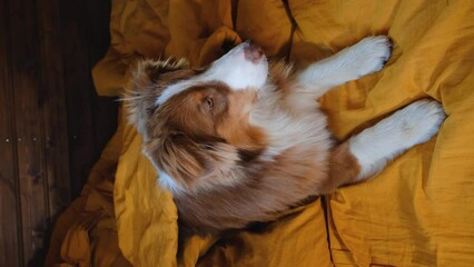 Vertical 4K footage for mobile devices. Concept pets live like people. Brown Australian Shepherd puppy is lying on yellow bedding at home and resting. Hotel where well behaved animals are welcome.