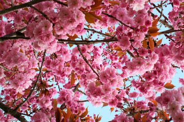 soft pink cherry blossom flowers on a tree surrounded by leaves and branches against a blue sunlit...