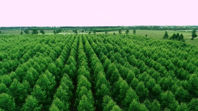 Top view eucalyptus plantation for pulp production.
