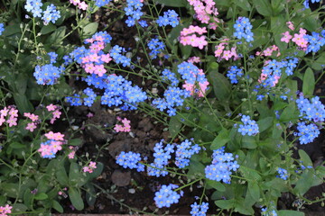 Pink, blue and white forget-me-nots bloomed in a flower bed in a spring garden