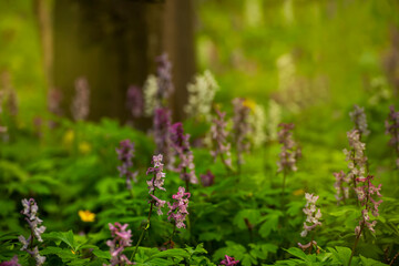 Blooming spring flowers in the forest.