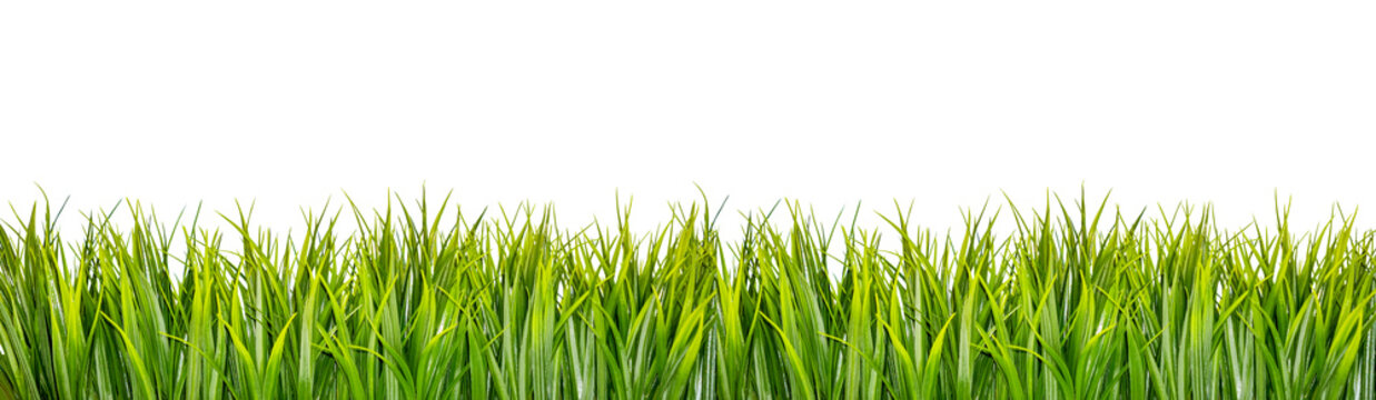 Green grass border isolated on white background