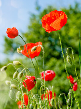 Red poppy flowers. Nature background
