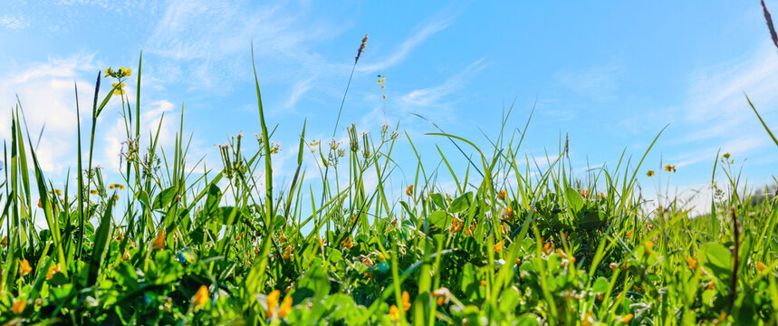Beautiful field with grass and flowers against blue sky