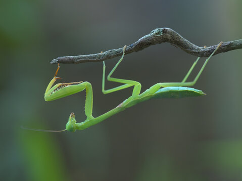 giant asian mantis perched under the branch
