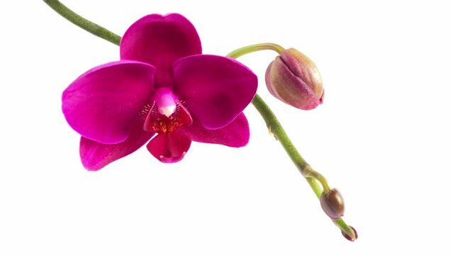 Close up of orchid flower on white background. Purple orchid plant named phalaenopsis or falah known as butterfly orchids. Copy space