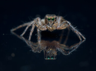 Wet jumping spider on the glass