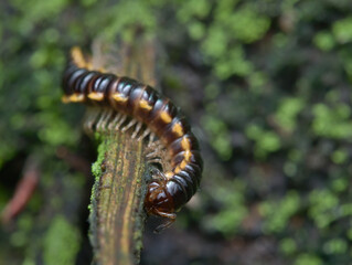 yellow spotted millipede on the mossy ground
