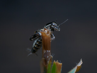 Black cricket on the grass