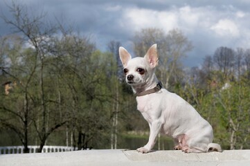 A small white Chihuahua looks proudly to the side, posing against the background of a lake and green foliage of trees during a walk.