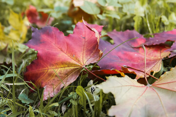 colorful autumn leaves on the grass, fallen autumn leaves
