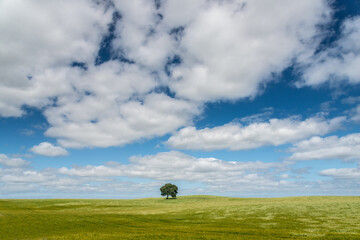 Naklejka premium Feld mit einzelnem Baum in idealer hügeliger Sommerlandschaft, Sonnenstern, plakativ