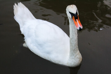 A white swan swims in the water