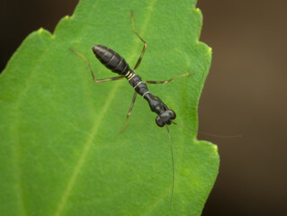 black asian ant mantis on the leaf