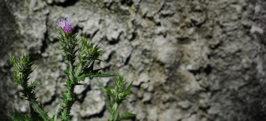 Pianta di cousinia spinosa sullo sfondo di un muro di cemento