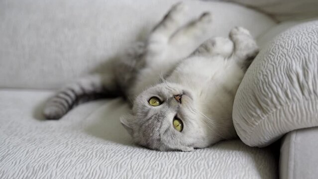 zoom in on a British fold cat with green eyes lying on its back on a light sofa