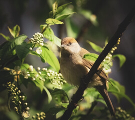 female blackcap is resting on a branch