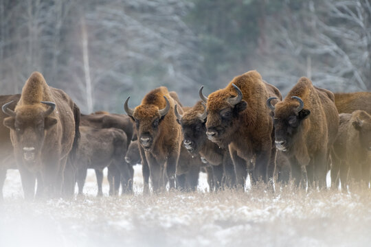 Herd of bison standing in Winter landscape, Biaowiea Forest, Poland