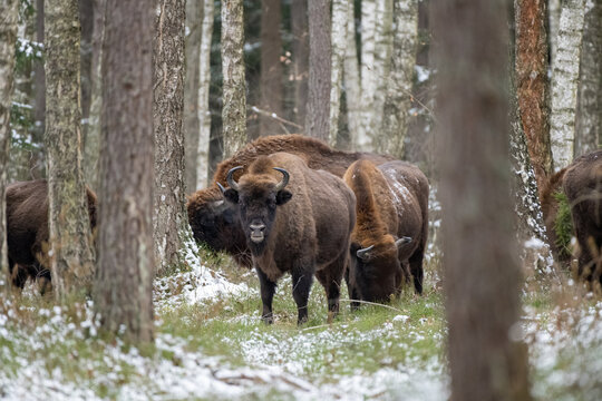 Herd of bison standing in Biaowiea Forest in winter, Poland