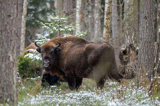 Bison standing in Biaowiea Forest in winter, Poland