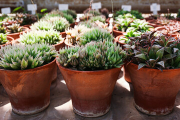 Many beautiful succulent plants as background, top view.