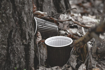 Two plastic coffee cups left in the forest near tree trunk in dry leaves on the ground