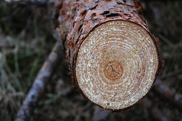 Cross section of a tree trunk showing growth rings lying on ground in the forest