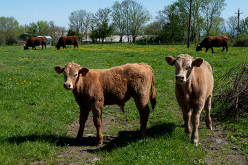 troupeau de vaches Salers dans un pré en Auvergne