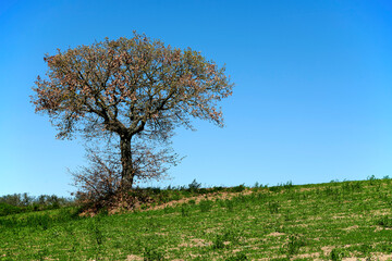 Naklejka premium paesaggio