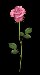 Vector pink rose isolated on a black background