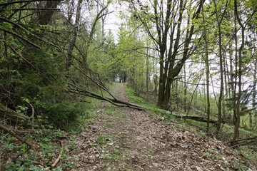 forest natural landscape of northern bohemia