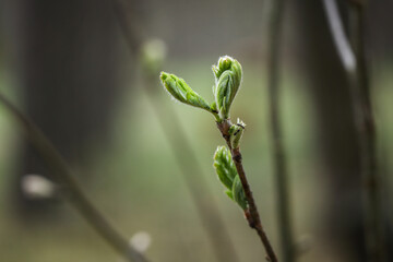 Three ants in action on a newly opening tree leaves in the forest with green blurred background